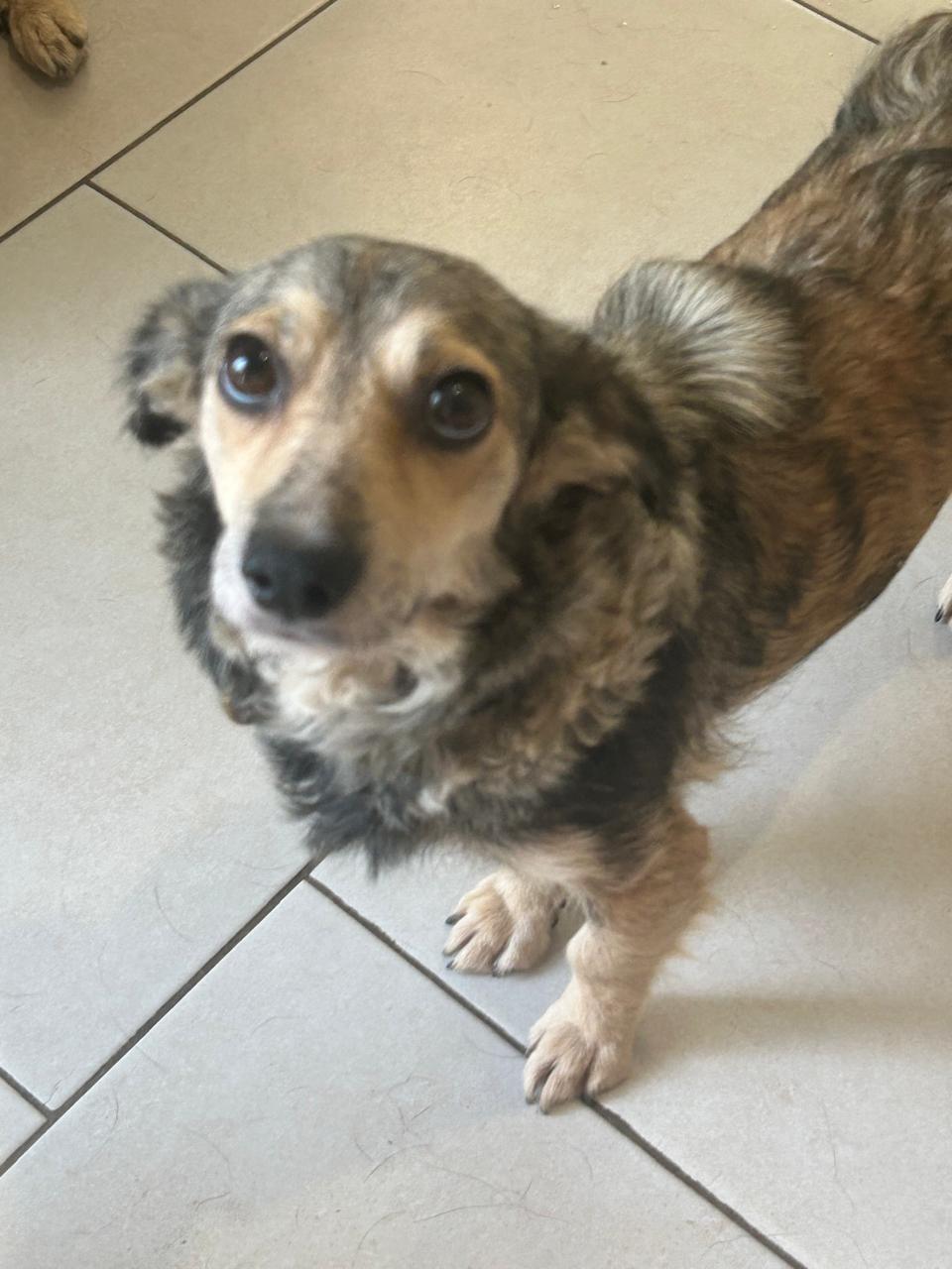 Chiens à adopter